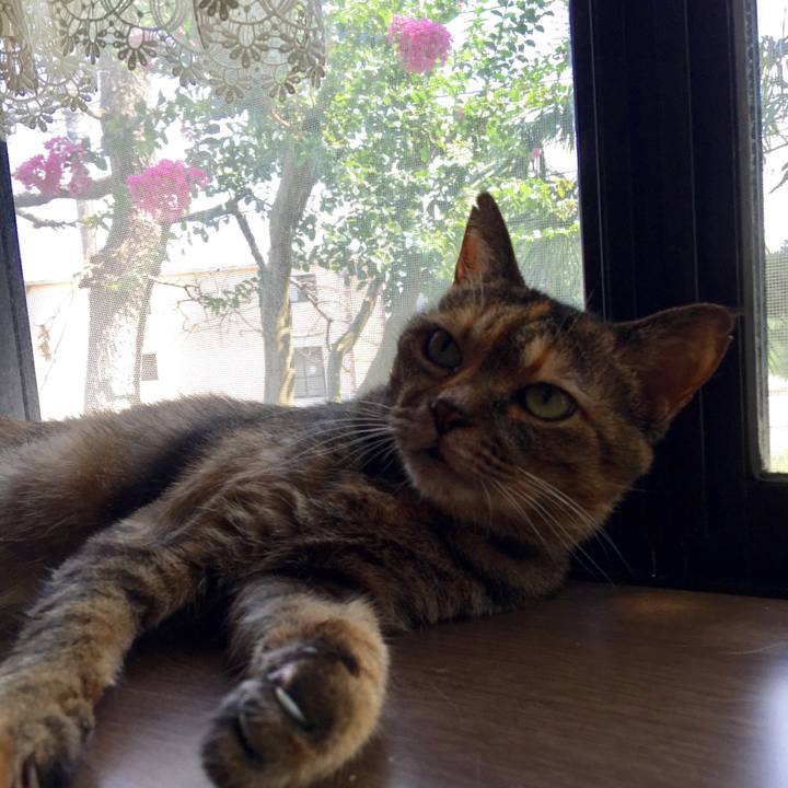 586a601a defd 4737 8a0d 9f098db4f4eb 1532509300722