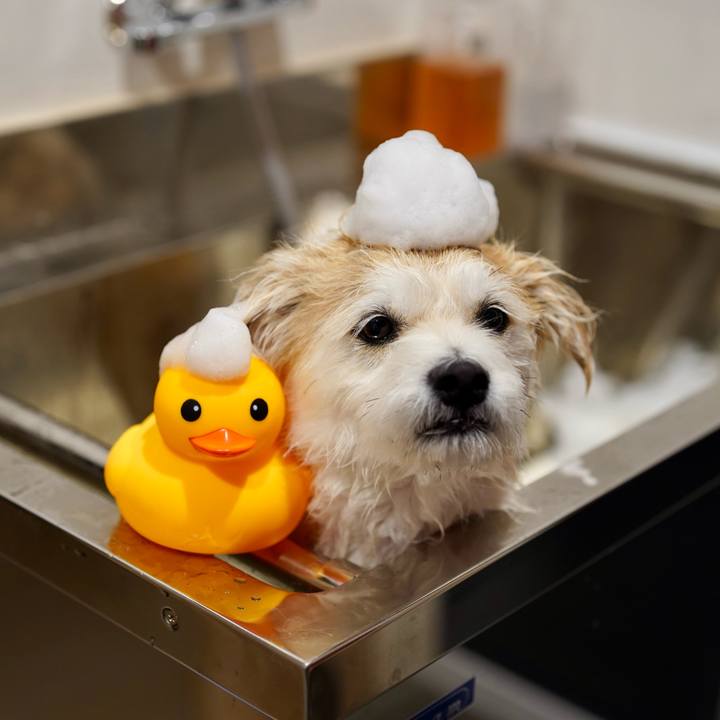 586f03ab fd1c 41ac b4de 1f11dc66930f 1761477846020