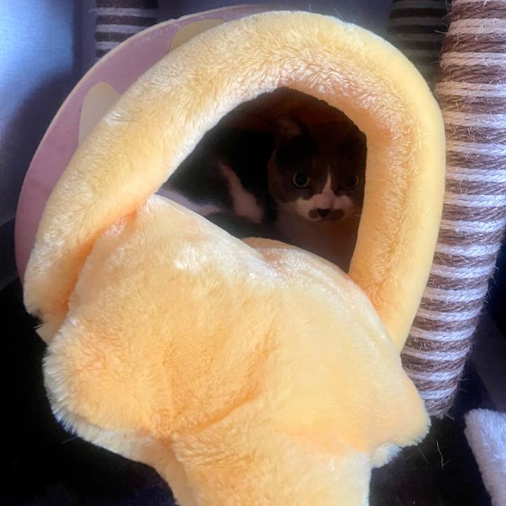 586f727f e15f 48a8 a75e 06275723874e 1742626224785