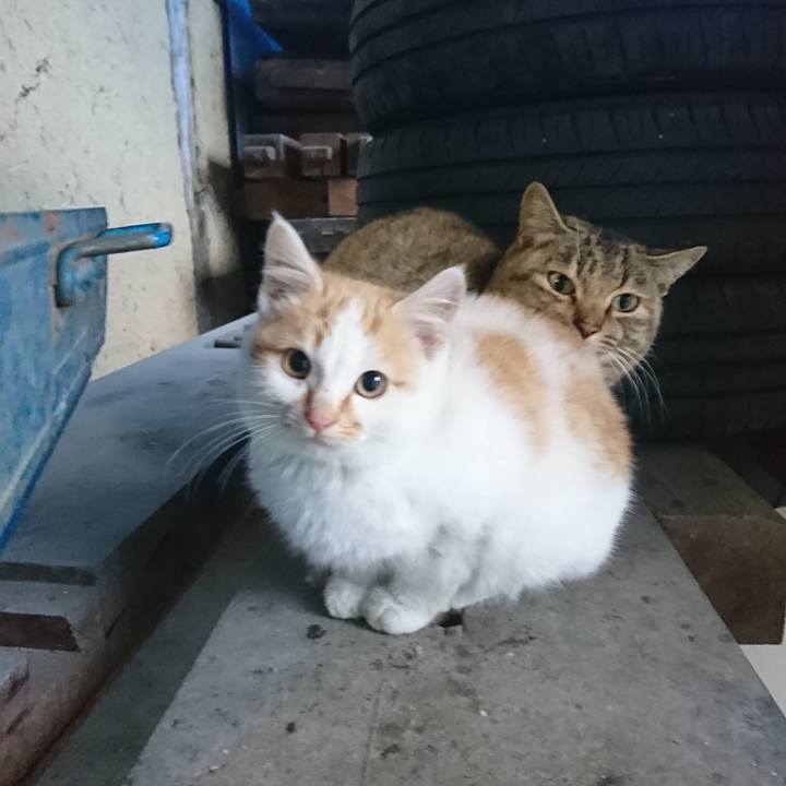 587489f2 9302 4070 8c4b 0bc903fb1385 1548541407472