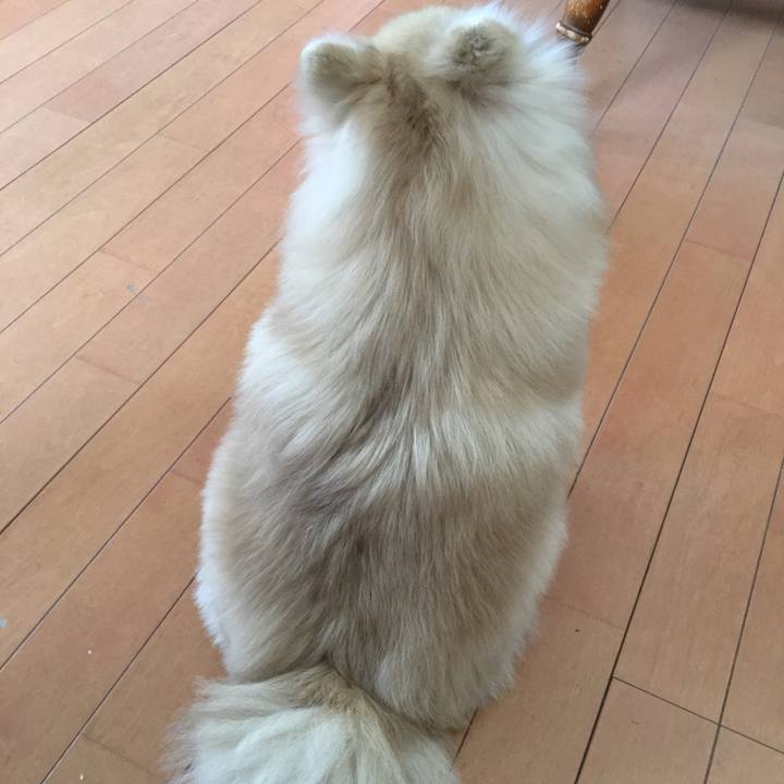 5878dd3d c453 4d1a 9588 a9c51f367888 1513811705360