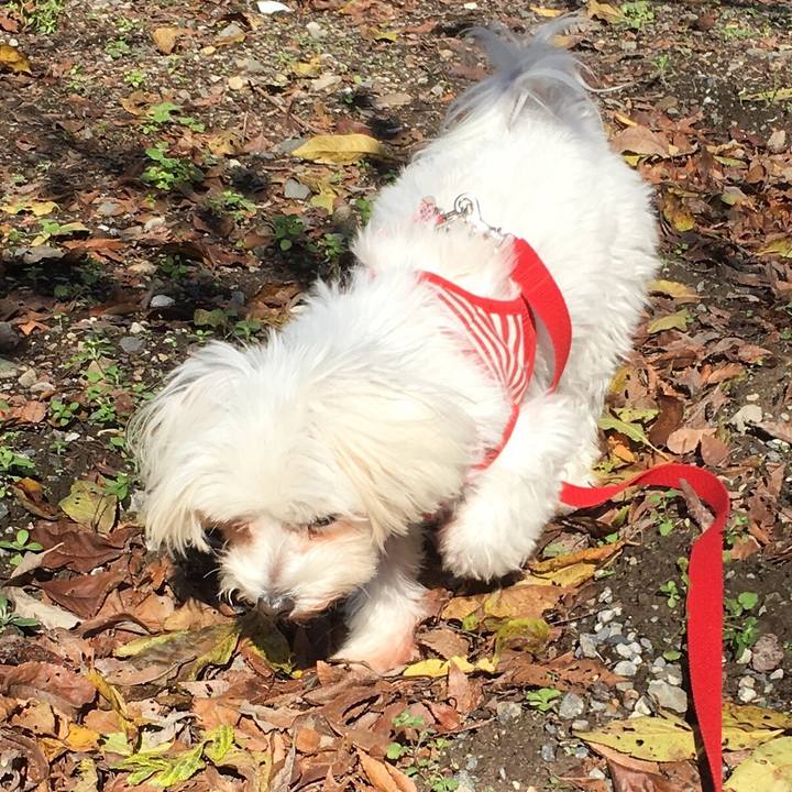 587ae0ba 2411 4efd 9fba 948e19463d73 1509327716327