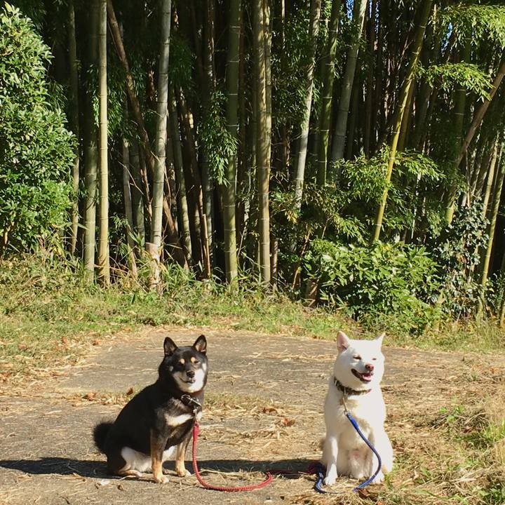 588458cc d8ef 4645 b96f b72d60fc42b0 1510364734093