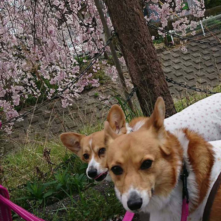 5884c62d 0073 476d bcc7 d906997bf398 1522901523349