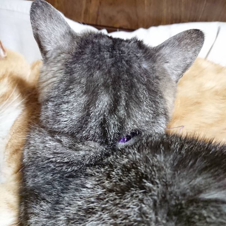 5889563c 9119 44ab 915a e2fa999a8753 1585054601347