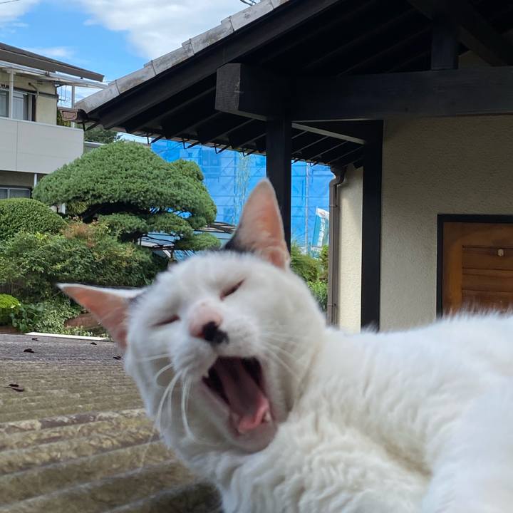 588a68fa 6d6d 4266 b0bb 246a8dc4d61e 1594553144535