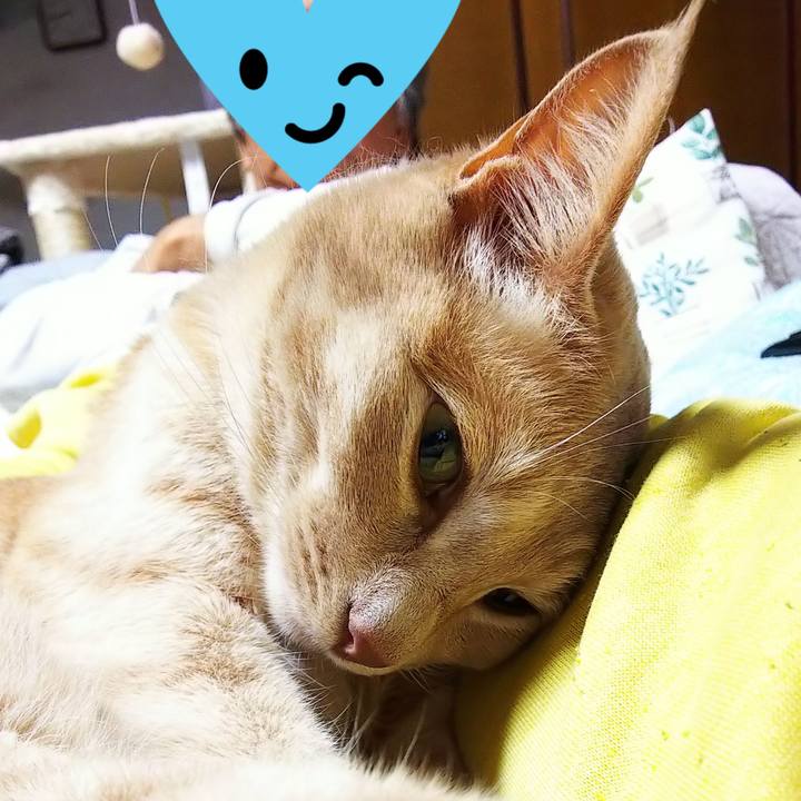 588c307b 4736 49e9 a217 bbd4bf4bbd29 1589112908218