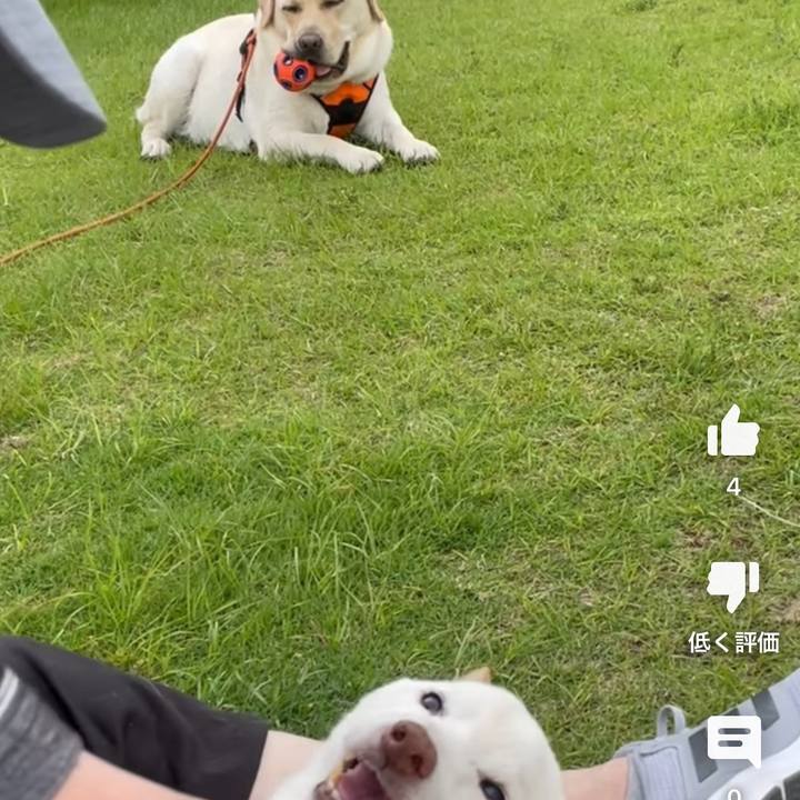 588d8c7e 654d 4003 91ea d89661a84be8 1687878148660