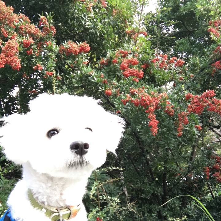 588dd097 e19f 468c 8f4b 3bbcae166fa2 1508806219915