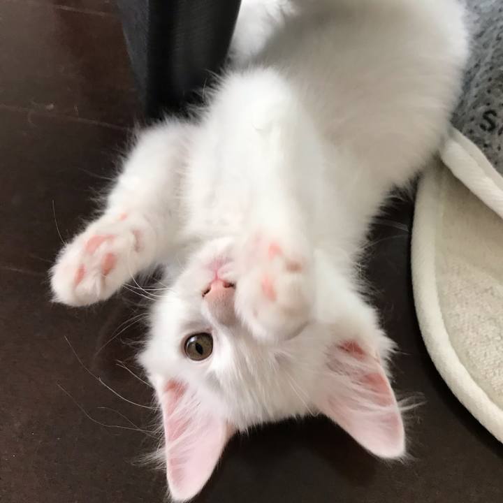 5890a404 90d9 4ccc 8c80 be27e478b01b 1538223577634