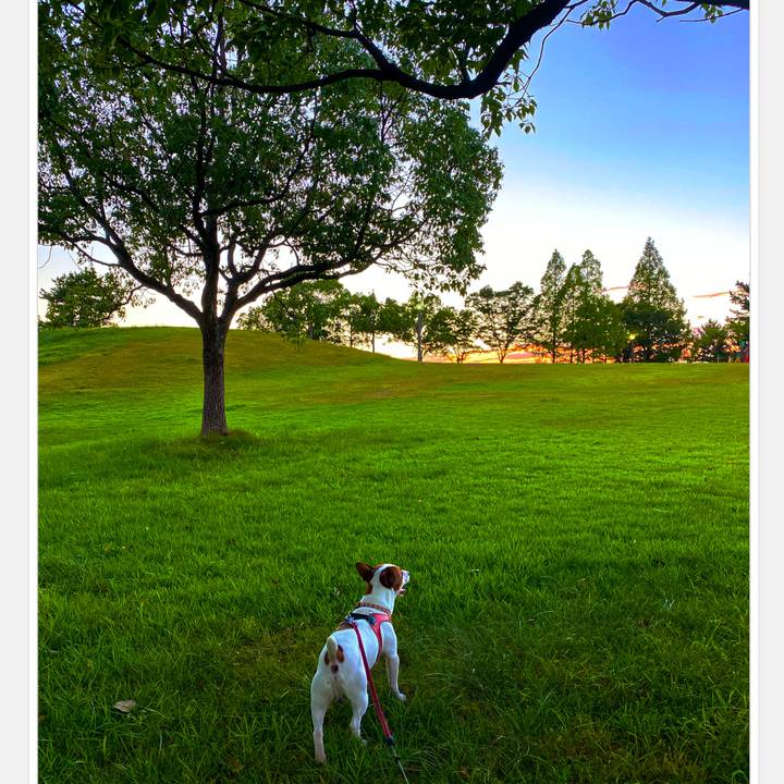 5895f6a9 6a35 4732 b64f 29ccb124e594 1597492934101