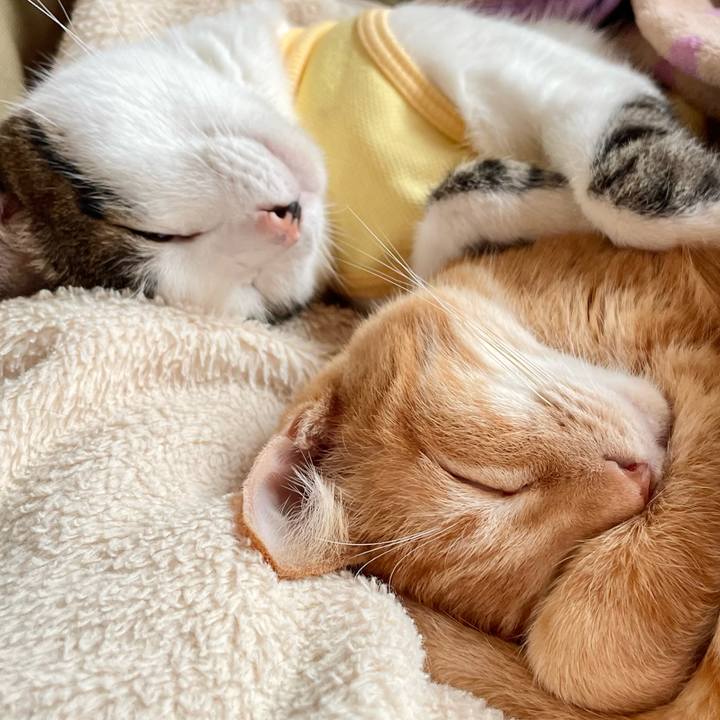 58976e96 73d7 4325 80bb c5a96203a3c5 1774762405831