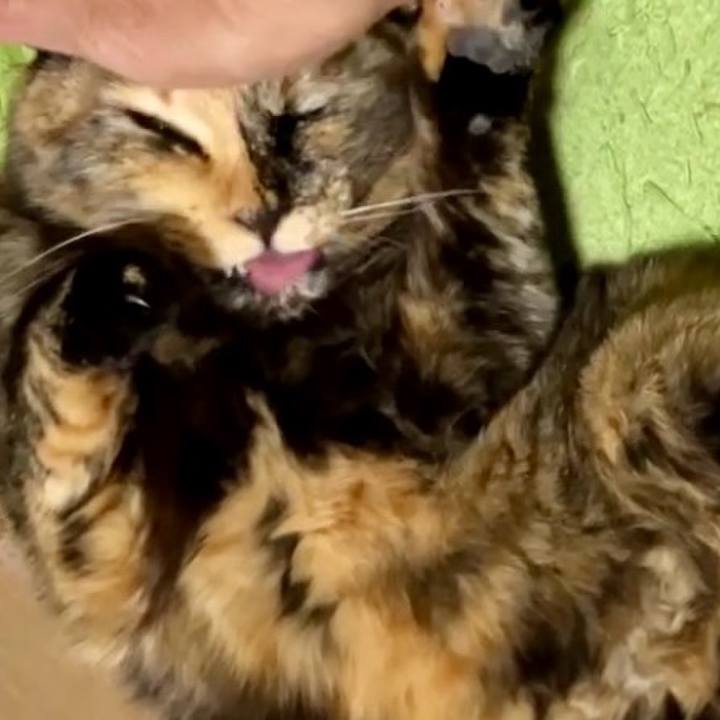 58986a53 cfc4 4516 9285 ce7d2a691f6d 1734144704927