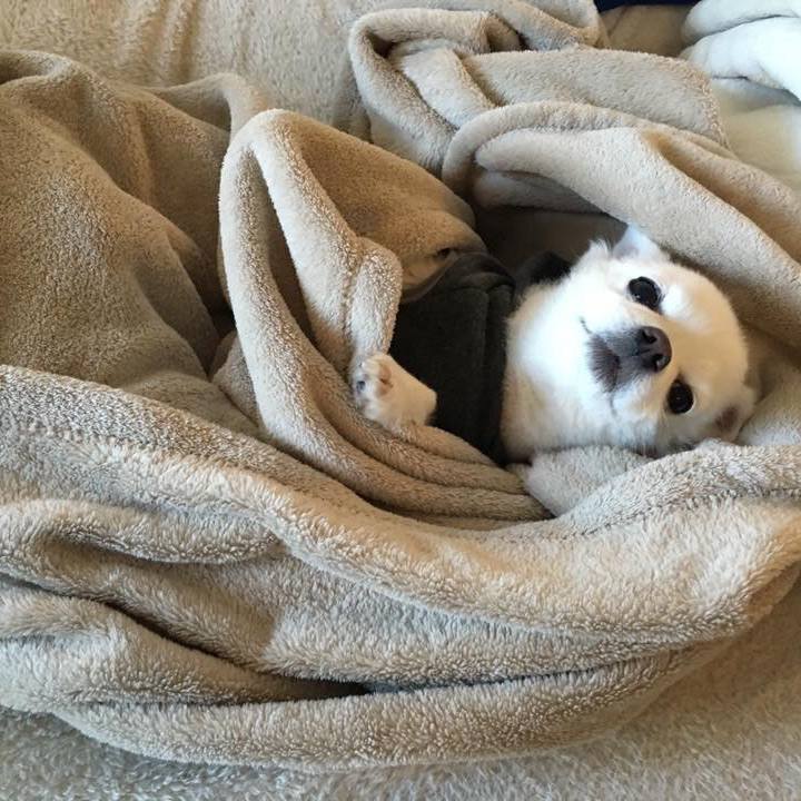 589c67f5 ba50 4590 8209 7959c8cb5a48 1516092430872