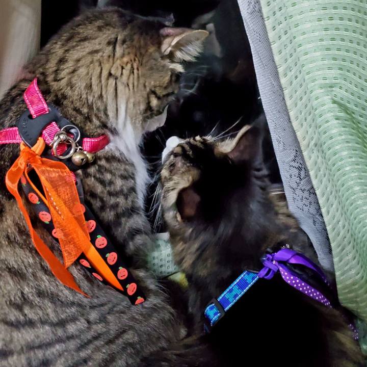 589d7fdd fb60 4d26 a787 f9fe12806ecc 1698483426633