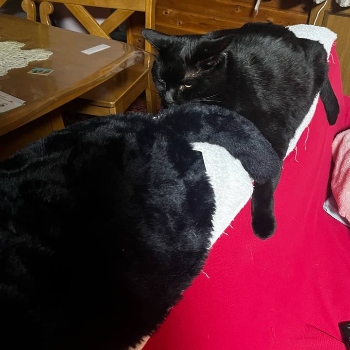 589da204 1a83 4430 9c15 ffb7d50fe252 1734966593965