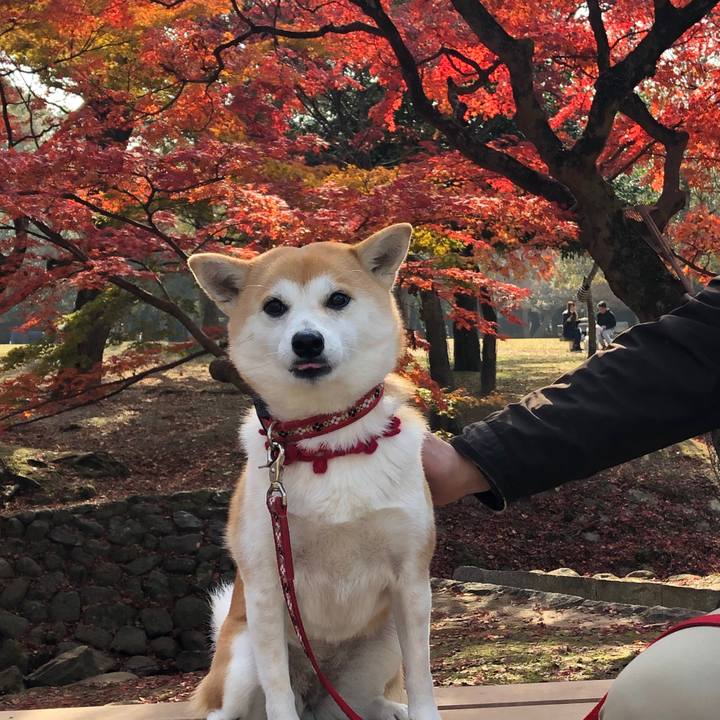 58a0bb43 fa43 46ea bbdd 816770b8ec22 1543566790973