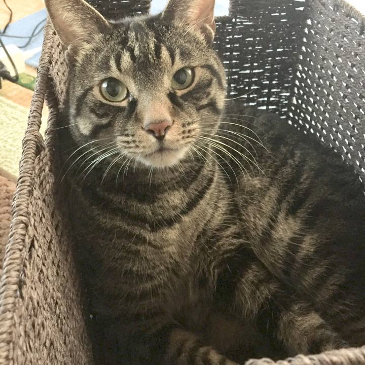 58a187b9 3c4d 4f46 9fc8 a34752e3c7b0 1542632074059