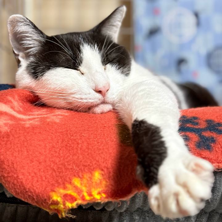 58a18adc 0a59 46a2 8929 2c6282bcd597 1764813710515