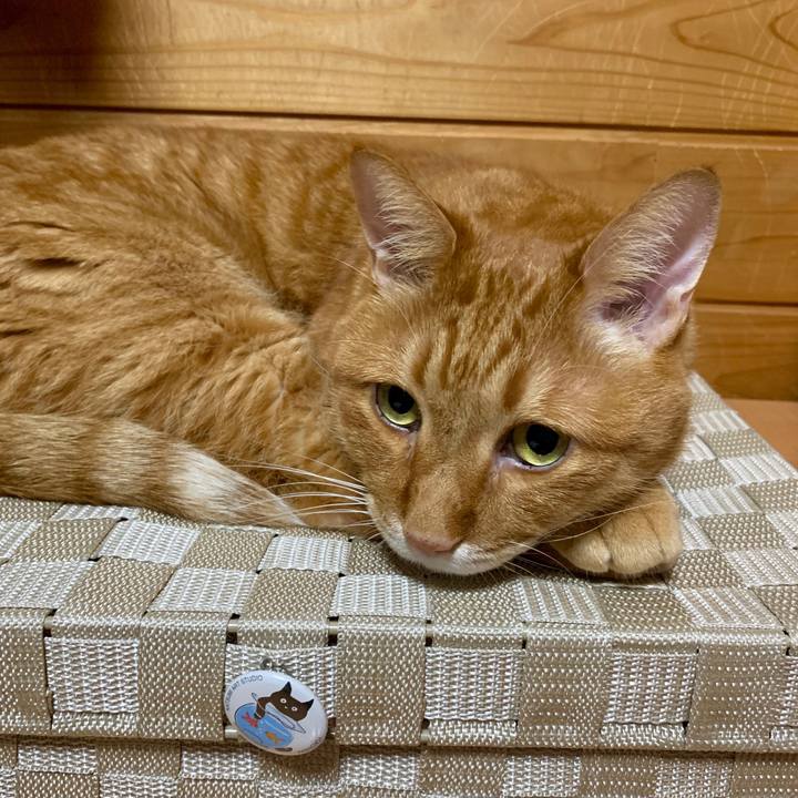 58a2630d d3be 4d00 ae4a 7c941804c5d6 1564315139864