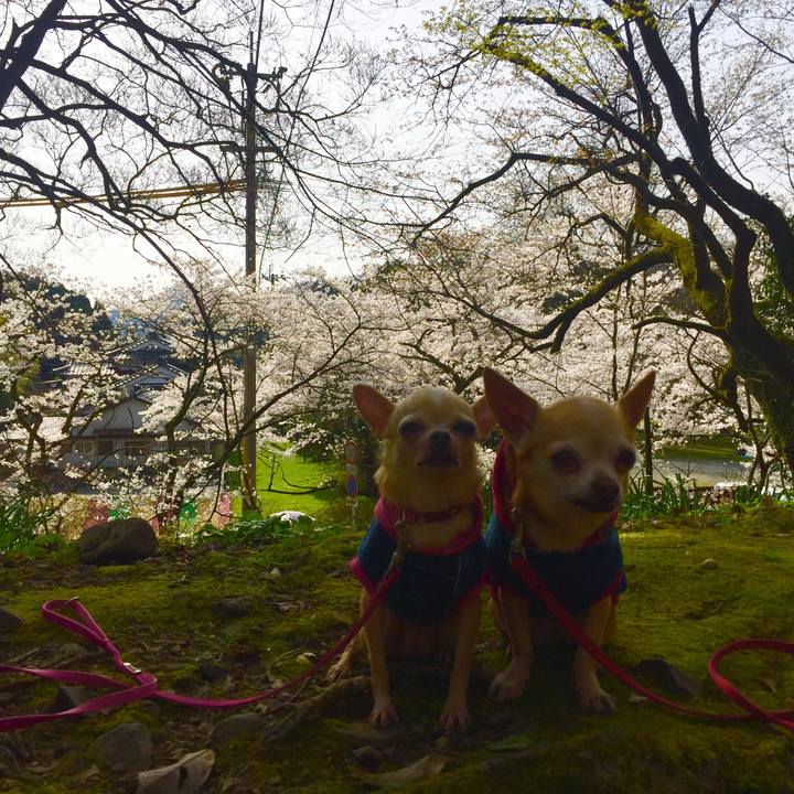 58a3a579 0dd2 4181 be81 3ee47070f852 1522324072454