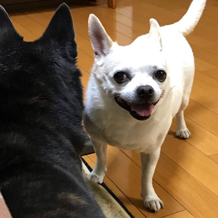 58a4ac03 46de 4530 9588 663de0e242ca 1550842935838