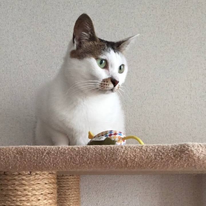 58a77a0a 98c1 486c bcd0 189467a102de 1628995426482