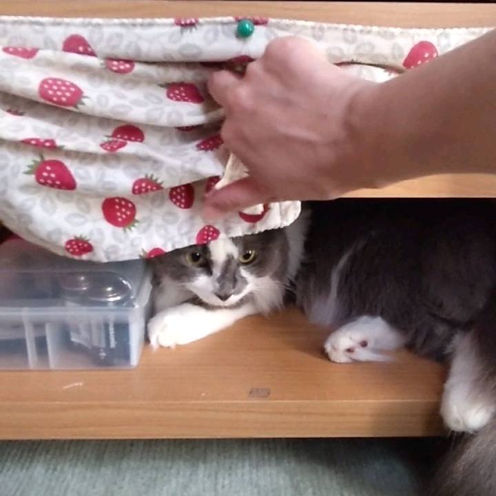 58a940d4 4904 43a8 af3e b8ab3812ff07 1627461190018