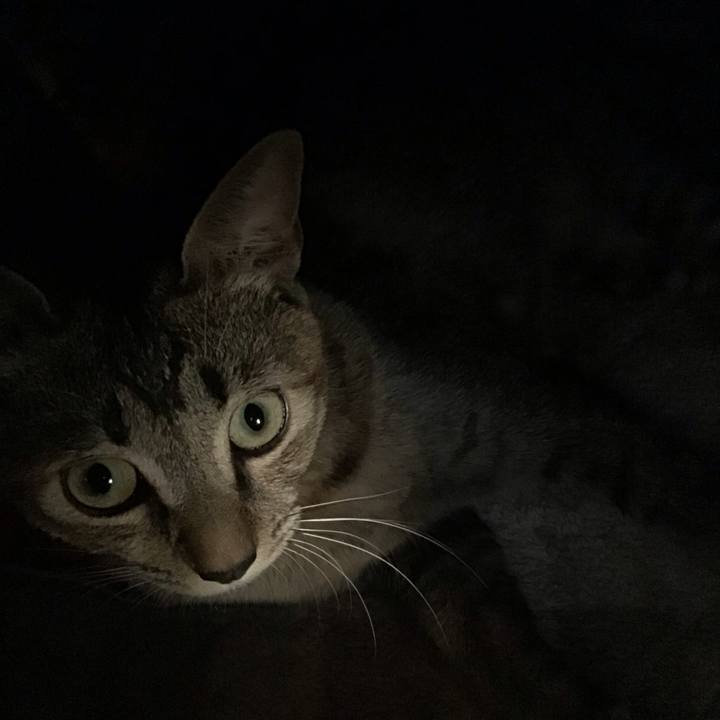 58a9a29e c0d1 47c5 b21b 621f0206b115 1573975901642