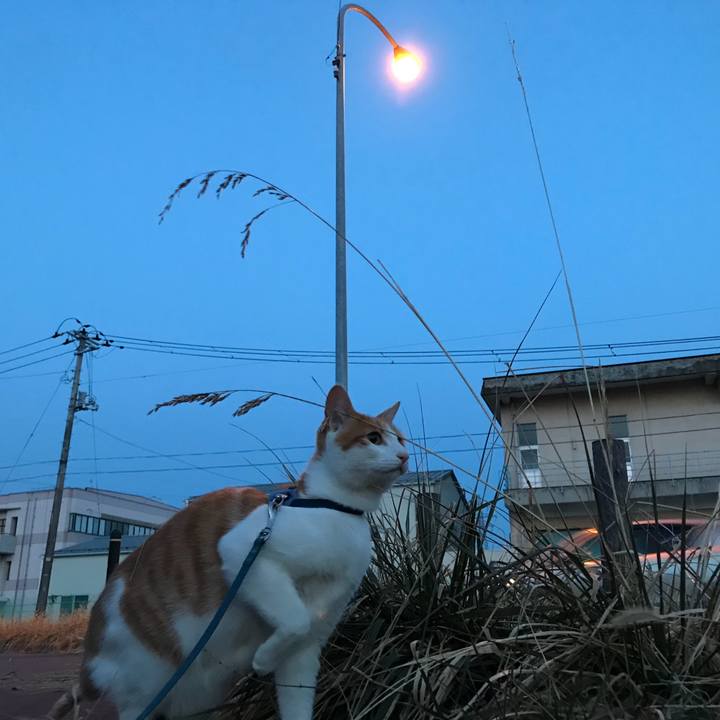 58ace981 21bb 420f a3b2 b2e7ba0dd8f5 1517826067852