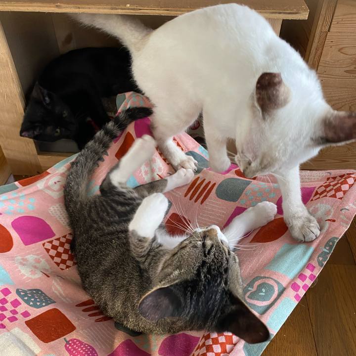 58aee7a3 8c2b 438e 97b7 445f5e1ff2e4 1630210125944