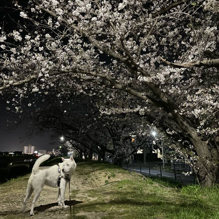 58af12d0 3397 4177 885e 468718c6419a 1711987900003