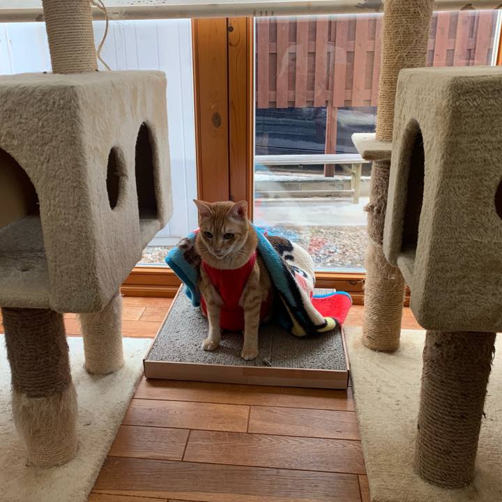 58b04be7 8ad0 4fa7 b3b7 d3e0c7f52de9 1592697840730