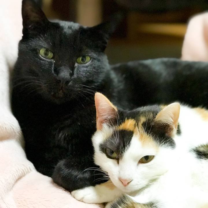 58b3e7e3 c020 4a07 b9c6 c8c684fe4c33 1512782683885