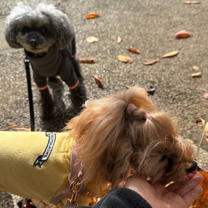 58b5e0bd 64d2 41da a15a f8758ef6d6e3 1763768774473