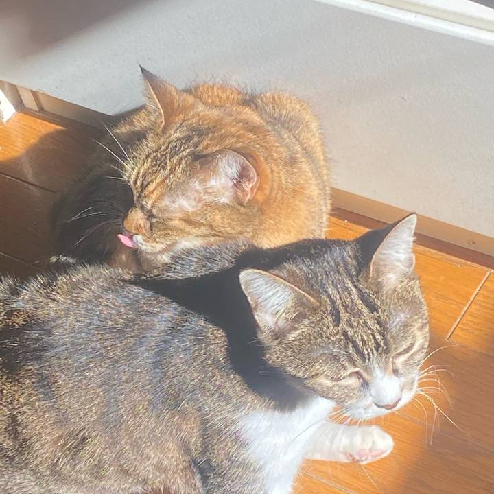 58b799fc 15d5 4676 a6c3 c78f13533530 1737861182337