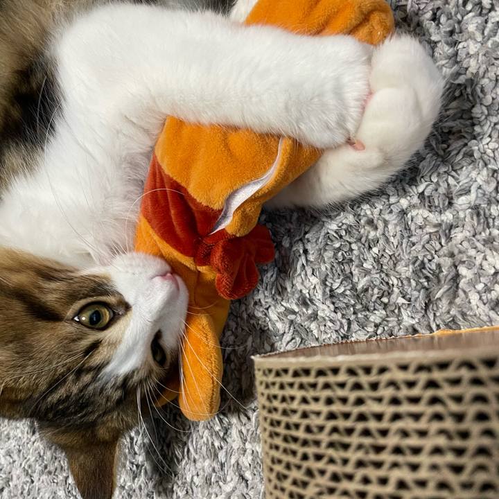 58b9b70d 473b 43af ac33 0f2f018fa932 1636927603951