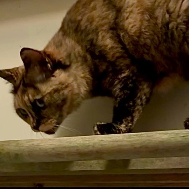 58baf331 726c 45f7 b158 edf4e75fbf8a 1751315110453