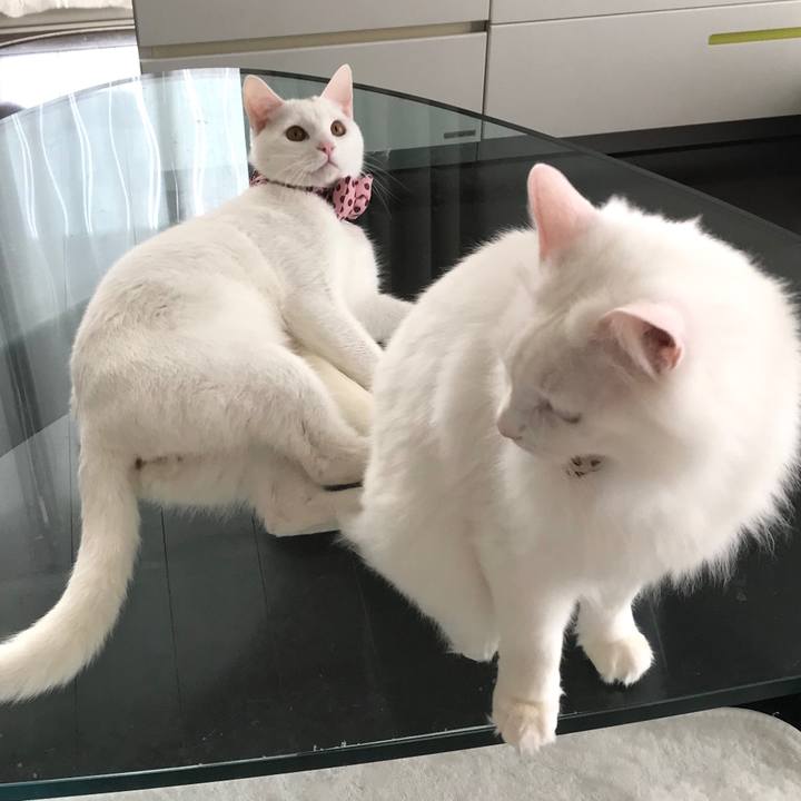 58bcc6f4 2040 419b 9001 cd010be5b9a7 1582124381801