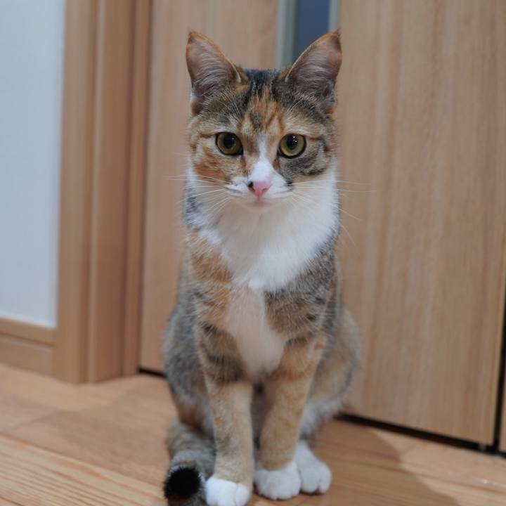 58c349cb 04fd 4c03 8cbc d3582746df82 1583287659852