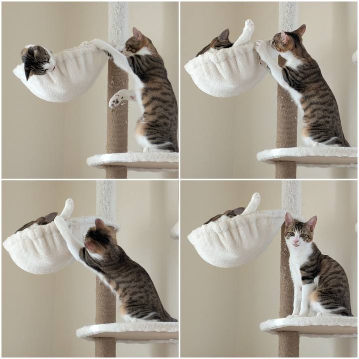 58c43acf 8ac2 4a6a 9843 03bf9a718007 1736418869818