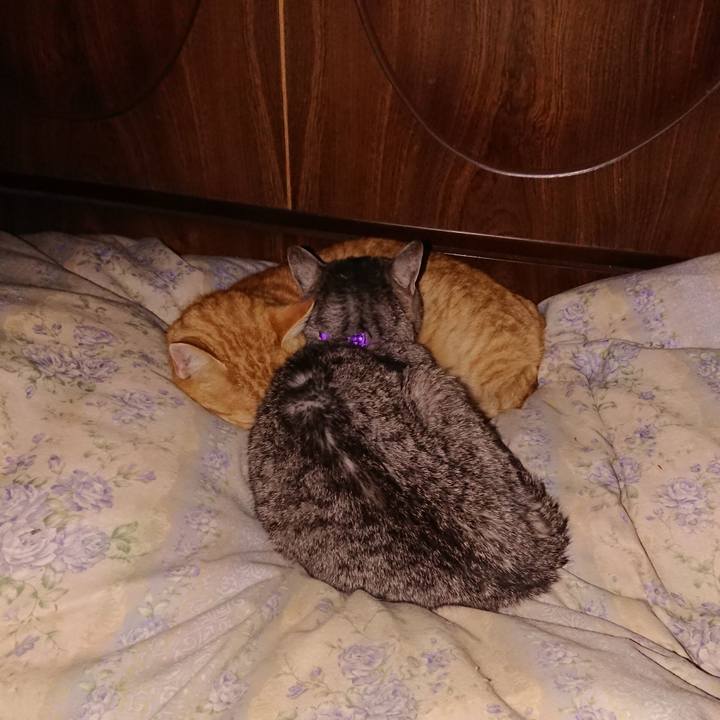 58c6b4c4 797e 4554 adcb eecf3c7bcb7c 1580133186827