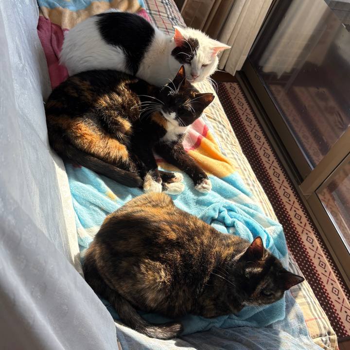 58c8cc88 78e8 4a10 bacf b0d39e6f9ae0 1763786314057