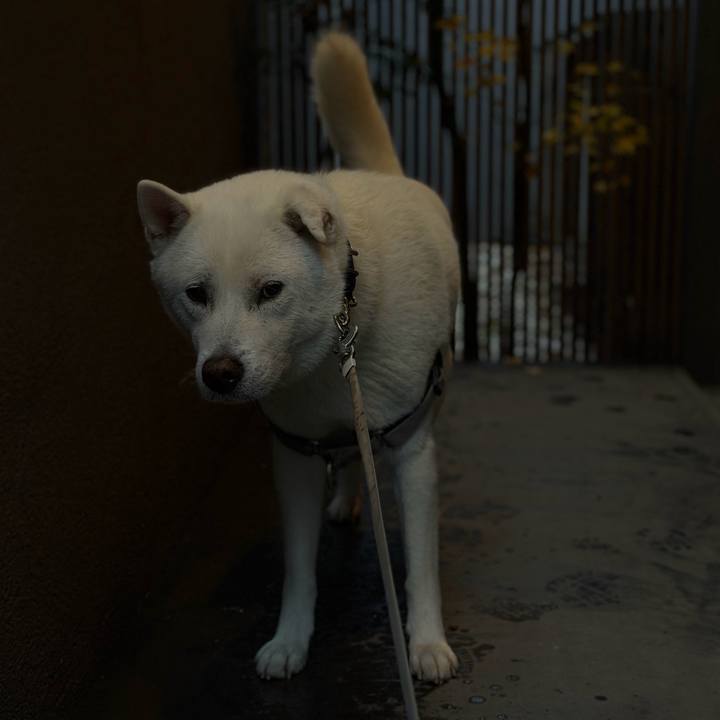 58c9af1a a228 4e51 882b c5b1b588a126 1766547275605