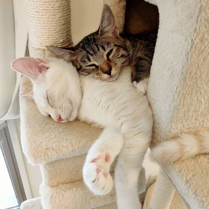 58cf7a73 7264 4d5c 96d8 3d09374edee9 1756000842555