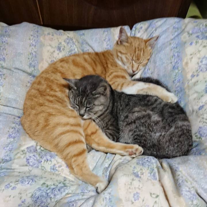 58cf8452 a375 45ad af2f e35cef2e28fd 1588767898078