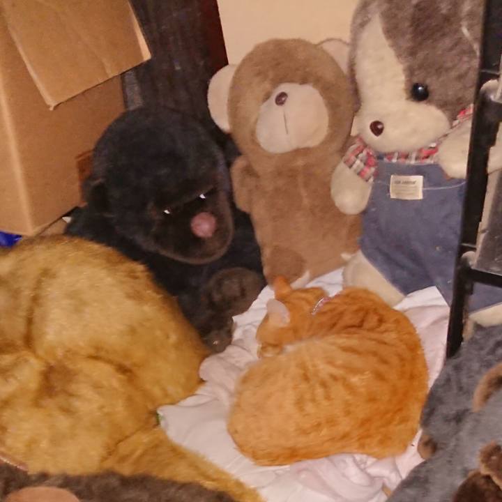 58d05a85 749d 4a7c 8253 20dc02ce4ab9 1606076064569