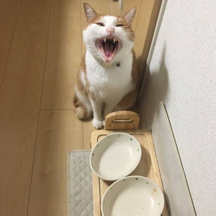 58d31381 2481 4291 a1af 17b4f7217e26 1590148430644