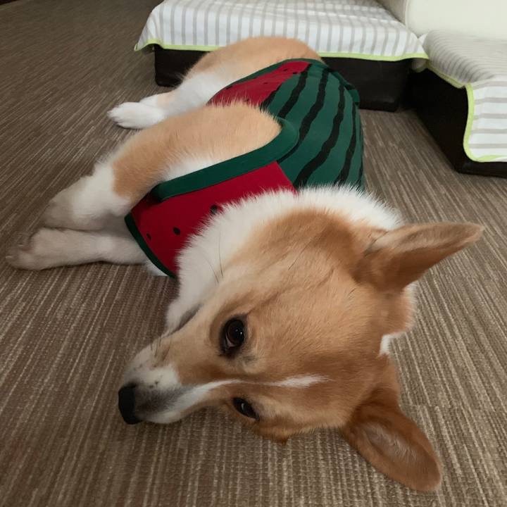 58de23f4 f68a 4c5f bb03 a98c51fcb0f4 1561518317497