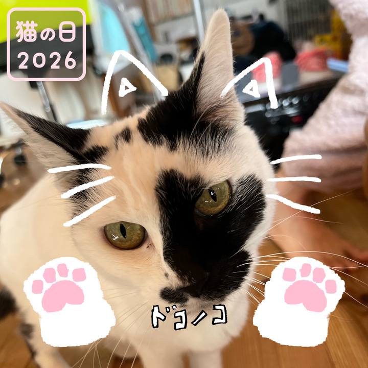 58de6a6a d9f8 4072 b24c 2a9811835344 1771735167953